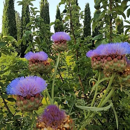 La Giara Di Frühstückspension Assisi