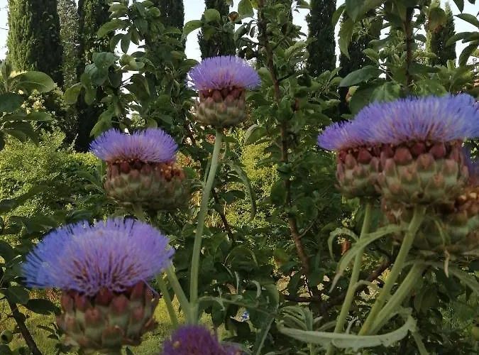 ベッド・アンド・ブレックファスト La Giara Di